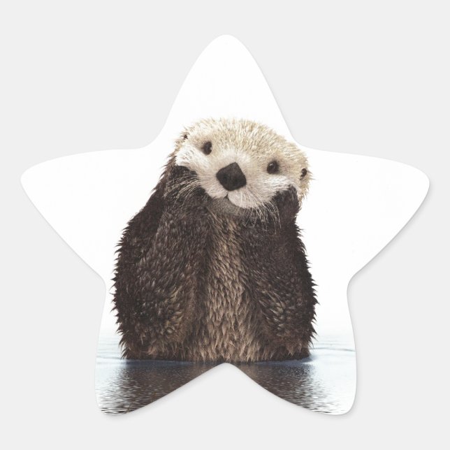 Cute Adorable Fluffy Otter Animal Star Sticker (Front)