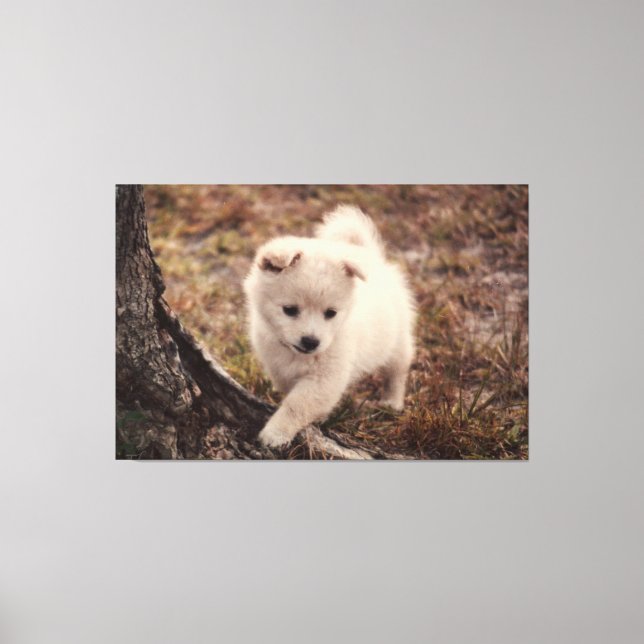 Cute Adorable Fluffy Snowball Puppy Dog Canvas Art (Front)