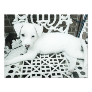 Cute Adorable White Puppy Photo Enlargement Print