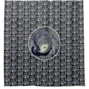 Cute African Grey Parrot Bird 