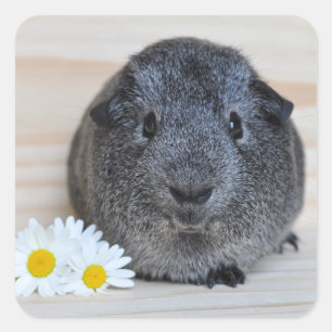 Cute Agouti Guinea Pig and Daisies Square Sticker