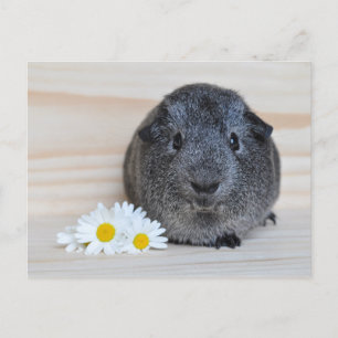 Cute Agouti Guinea Pig with Daisies Postcard