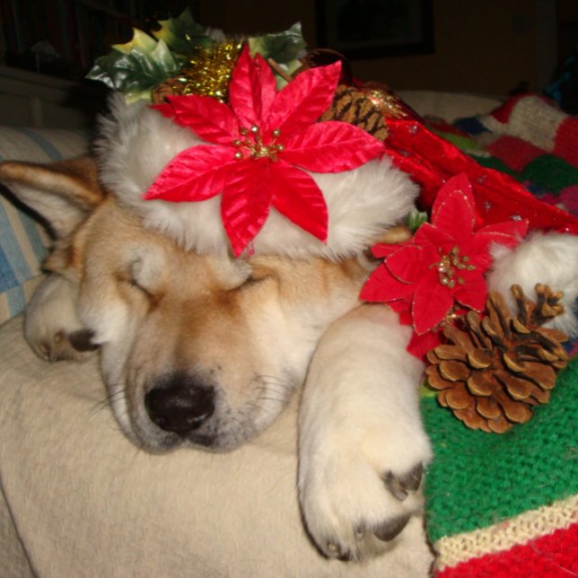 Cute akita dog sleeping dressed for christmas jigsaw puzzle (Creator Uploaded)