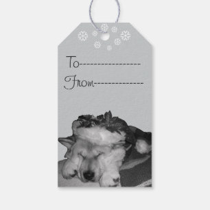 Cute akita in red santa hat sleeping gift tags