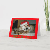 Cute akita in red santa hat with christmas cones