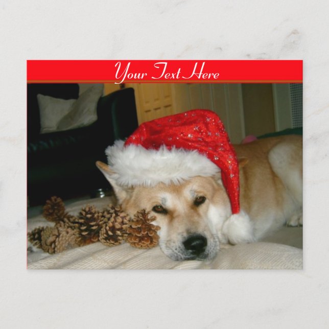 Cute akita in red santa hat with christmas cones holiday postcard (Front)