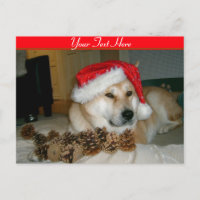 Cute akita in red santa hat with christmas cones