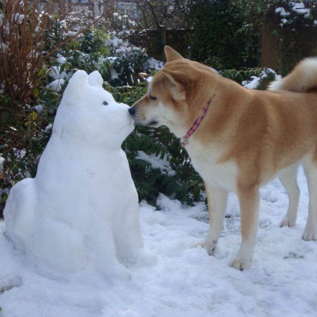 cute akita kissing snowman akita photograph postcard (Creator Uploaded)