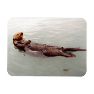 Cute Alaska Sea Otter Photo Designed Refrigerator Magnet