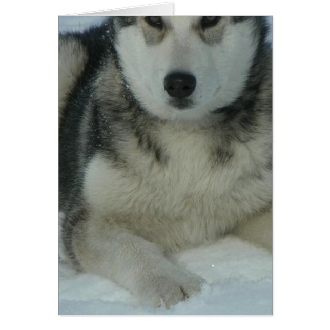 Cute Alaskan Malamute (Front)