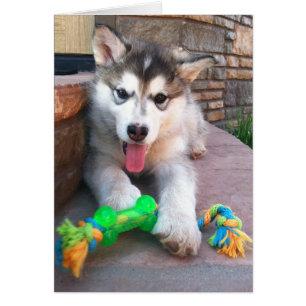Cute Alaskan Malamute Pup Photo Get Well Template