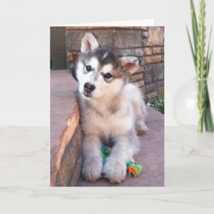 Cute Alaskan Malamute Puppy Head Tilt Photograph Card