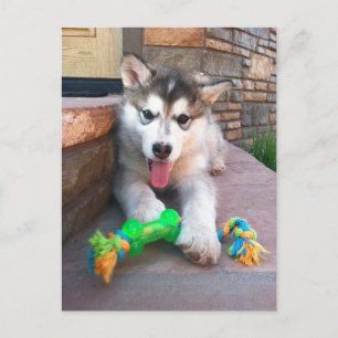 Cute Alaskan Malamute Puppy Photo Miss You Postcard