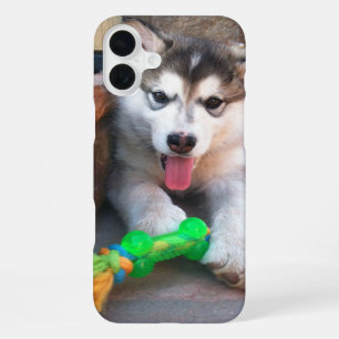 Cute Alaskan Malamute Puppy Photograph iPhone 16 Plus Case