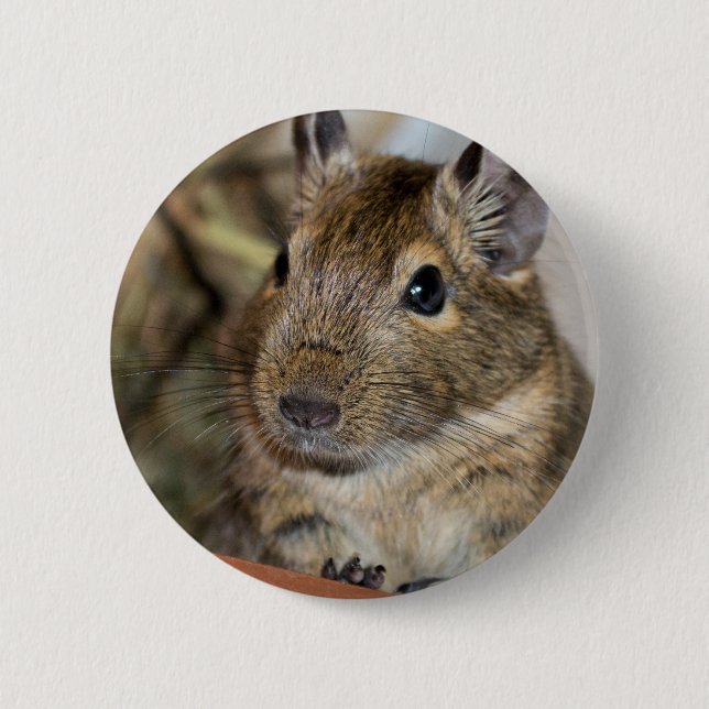 Cute Alert Degu Photograph 2 Inch Round Button (Front)