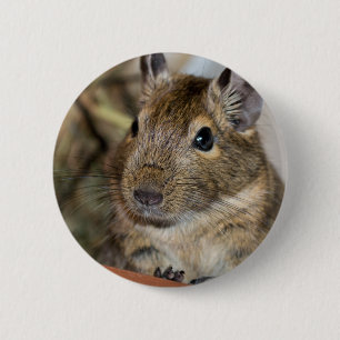 Cute Alert Degu Photograph 2 Inch Round Button