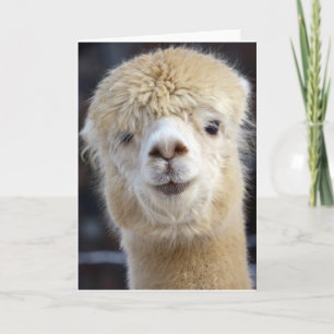 Cute Alpaca face Card