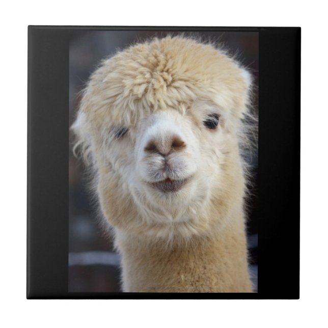 Cute Alpaca face Tile (Front)