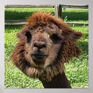 Cute Alpaca new hair cut Poster