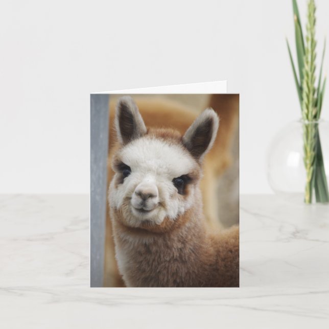 Cute Alpaca Note Card (Front)