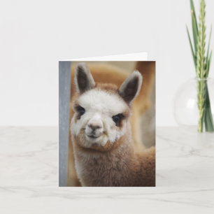 Cute Alpaca Note Card