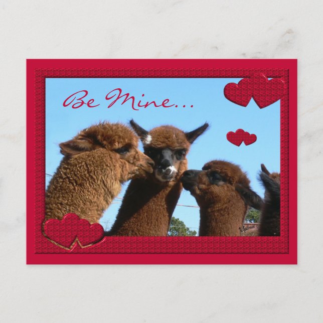 Cute Alpaca Valentines Day Postcard (Front)
