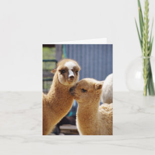 Cute Alpacas Note Card