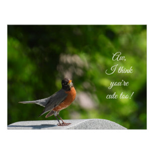 Cute American Robin *customize* Poster