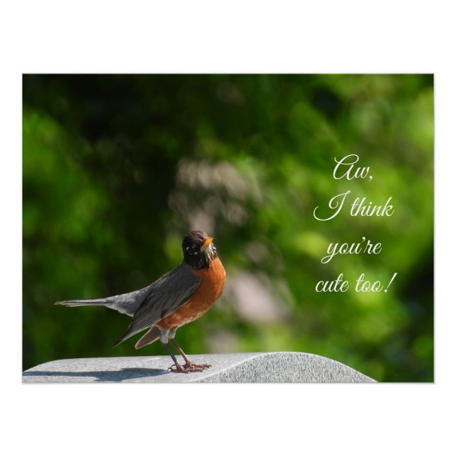 Cute American Robin *customize* Poster (Front)