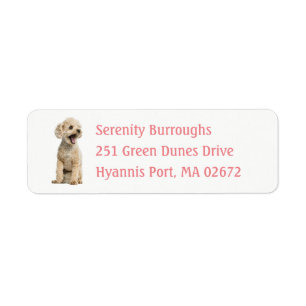 Cute Amoureux des chiens chiot Apricot Miniature P