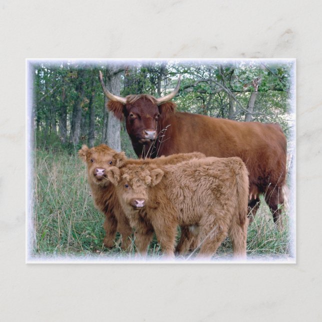 Cute and adorable fluffy fatty Highland calves Postcard (Front)