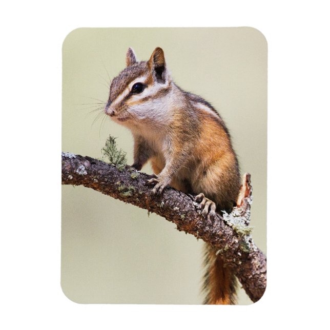 Cute and Chubby Chipmunk Magnet (Vertical)