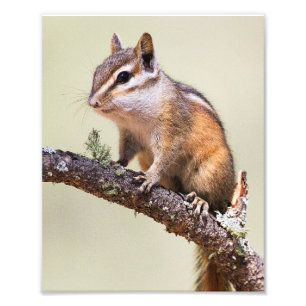 Cute and chubby chipmunk photo print