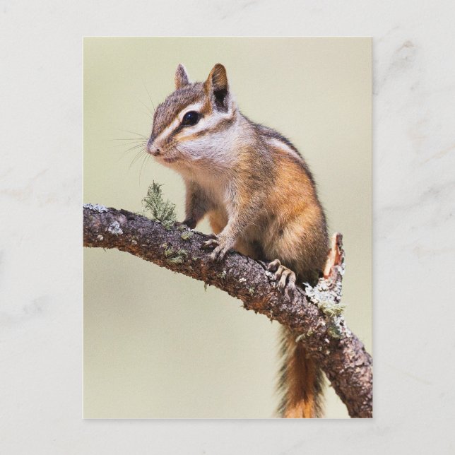 Cute and chubby chipmunk postcard (Front)