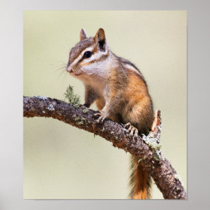 Cute and Chubby Chipmunk Poster
