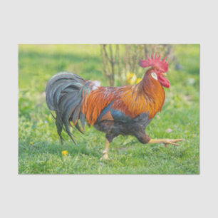 Cute and Colourful Farm Homestead Rooster Tissue Paper