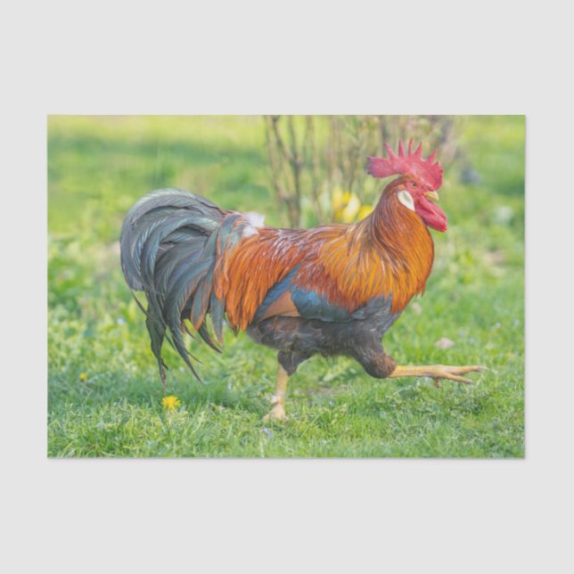 Cute and Colourful Farm Homestead Rooster  Tissue Paper (Front)