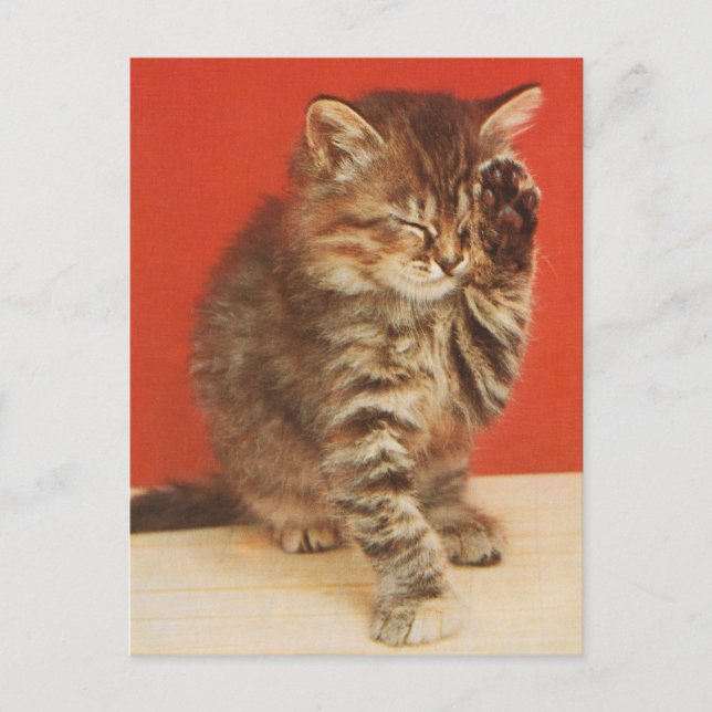 Cute and cuddly kitten postcard (Front)