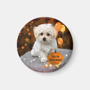 Cute and cuddly maltese puppy celebrates Halloween Magnet