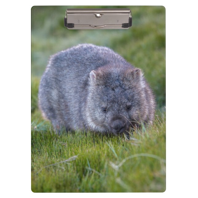 Cute and cuddly Wombat Tasmania Australia Clipboard (Front)
