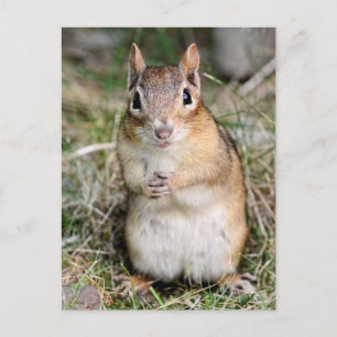 Cute and Friendly Chipmunk Postcard