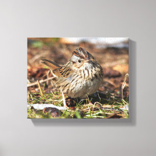 Cute and Spunky Lincoln's Sparrow Canvas Print