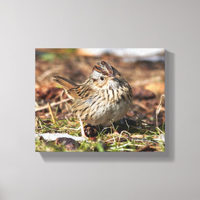 Cute and Spunky Lincoln's Sparrow Canvas Print (Front)