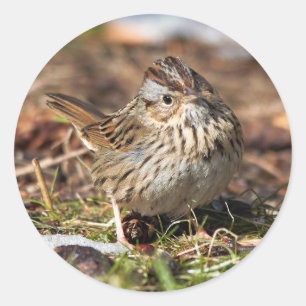Cute and Spunky Lincoln's Sparrow Classic Round Sticker