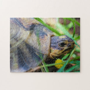 Cute Angulate Tortoise South Africa Details Jigsaw Puzzle
