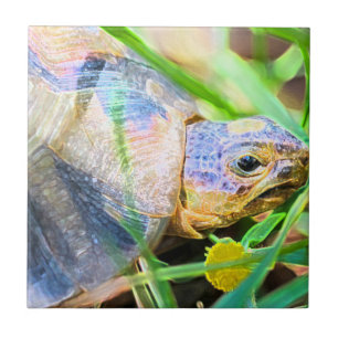 Cute Angulate Tortoise South Africa Details Tile