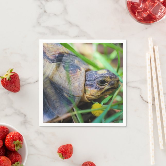 Cute Angulate Tortoise South Africa Napkin (Insitu)