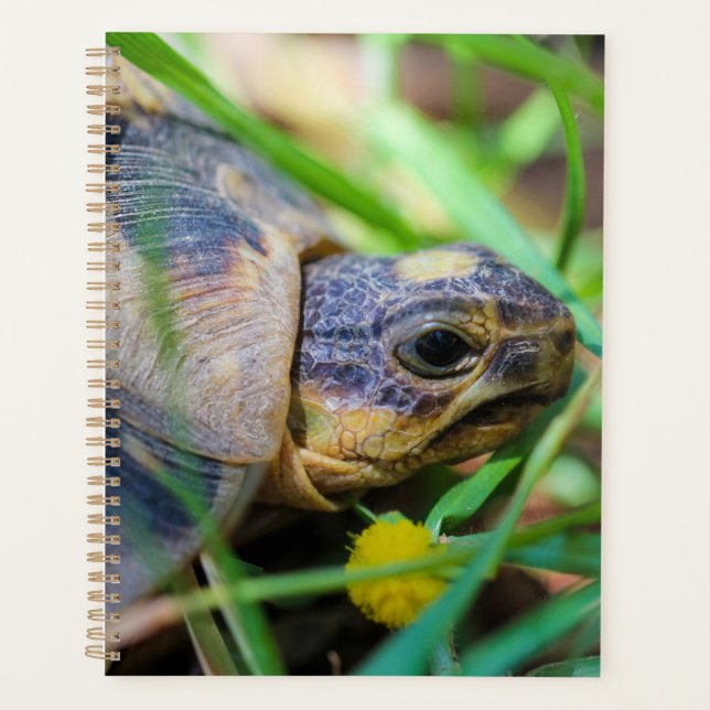 Cute Angulate Tortoise South Africa Planner (Front)