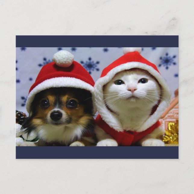Cute Animals Postcard (Front)