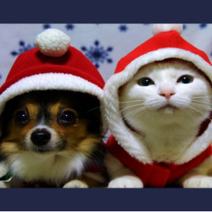 Cute Animals Postcard